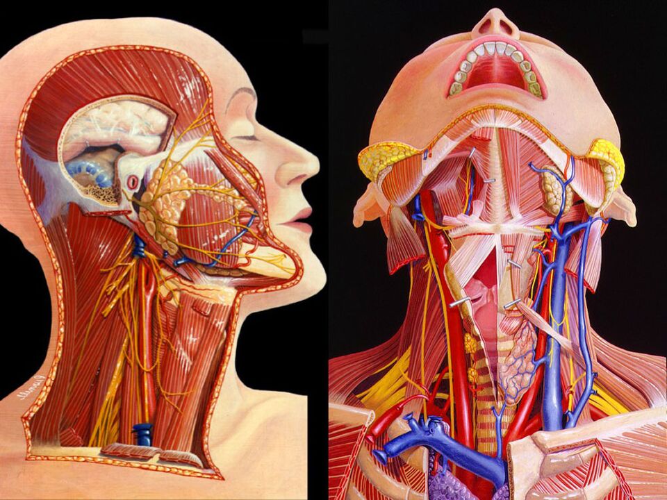 boyun anatomisi